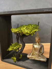 Unieke boom met Boedha