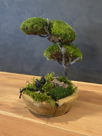 Kleine organische schaal met boom