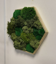 Mosschilderij - Hexagon (2)