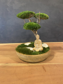 Mosboompje - Medium - houten schaal