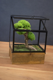 Mini windlicht met mosboompje (2)