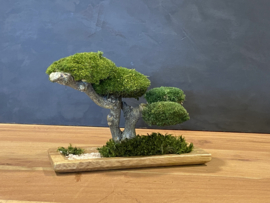 Houten schaal met mosboom (1)