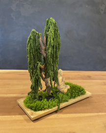 Mosboom - Amaranth Mosboom Medium (2)
