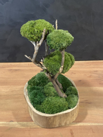 Naturel houten schaal met mosboompje  (1.3)
