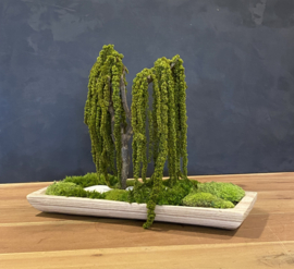 Mosboom - Amaranth Mosboom - medium (3)
