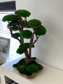 Mosboom - Mos Bonsai - XXL (1)