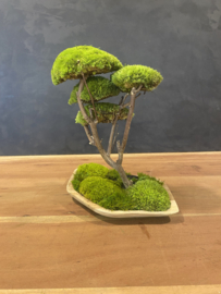 Mosboom - Mos Bonsai medium  (3)