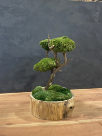 Naturel houten schaal met mosboompje  (1.3)