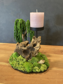 Moskandelaar - Bonsai Landschap  (1.1)