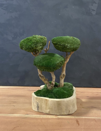 Naturel houten schaal met mosboompje (1.4)