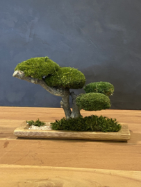 Houten schaal met mosboom (1)