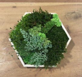 DIY Mosschilderij - mini hexagon
