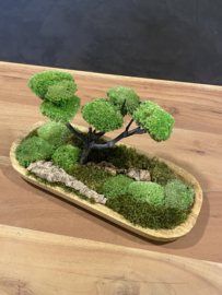 Naturel houten schaaltje met mosboompje (3)