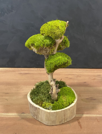 Naturel houten schaal met mosboompje  (1.5)