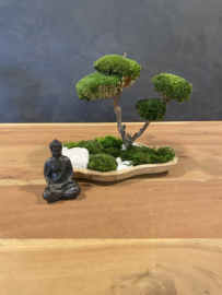 Mosboompje - Mos Bonsai  small (2)