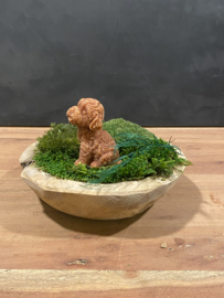 Labradoodle