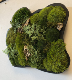 Organische Mosschilderij (schaal)