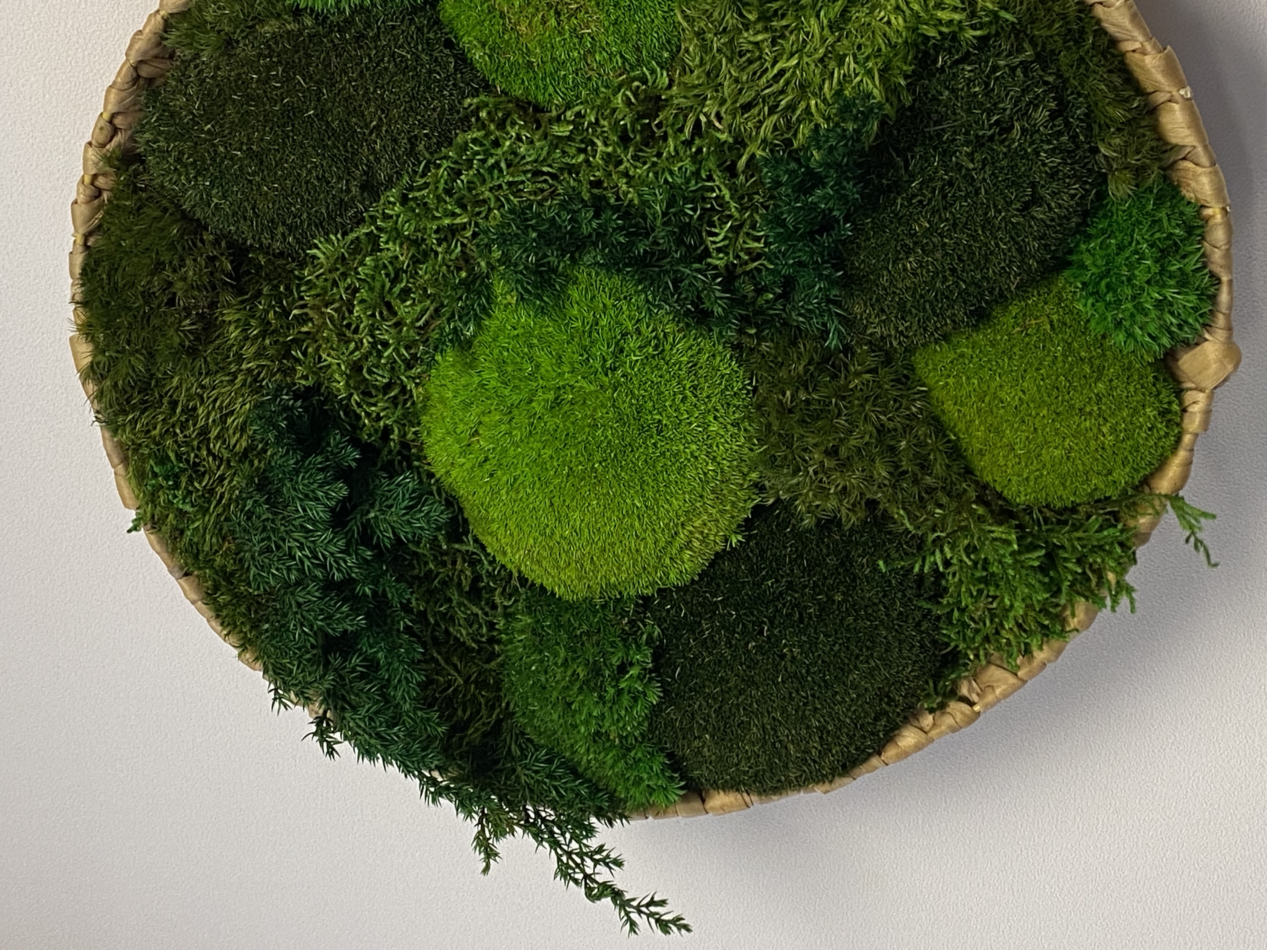 Mos schilderij/schaal  rond