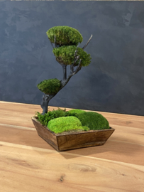 Mos tree