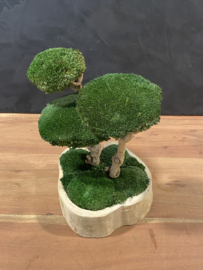 Naturel houten schaal met mosboompje (1.4)