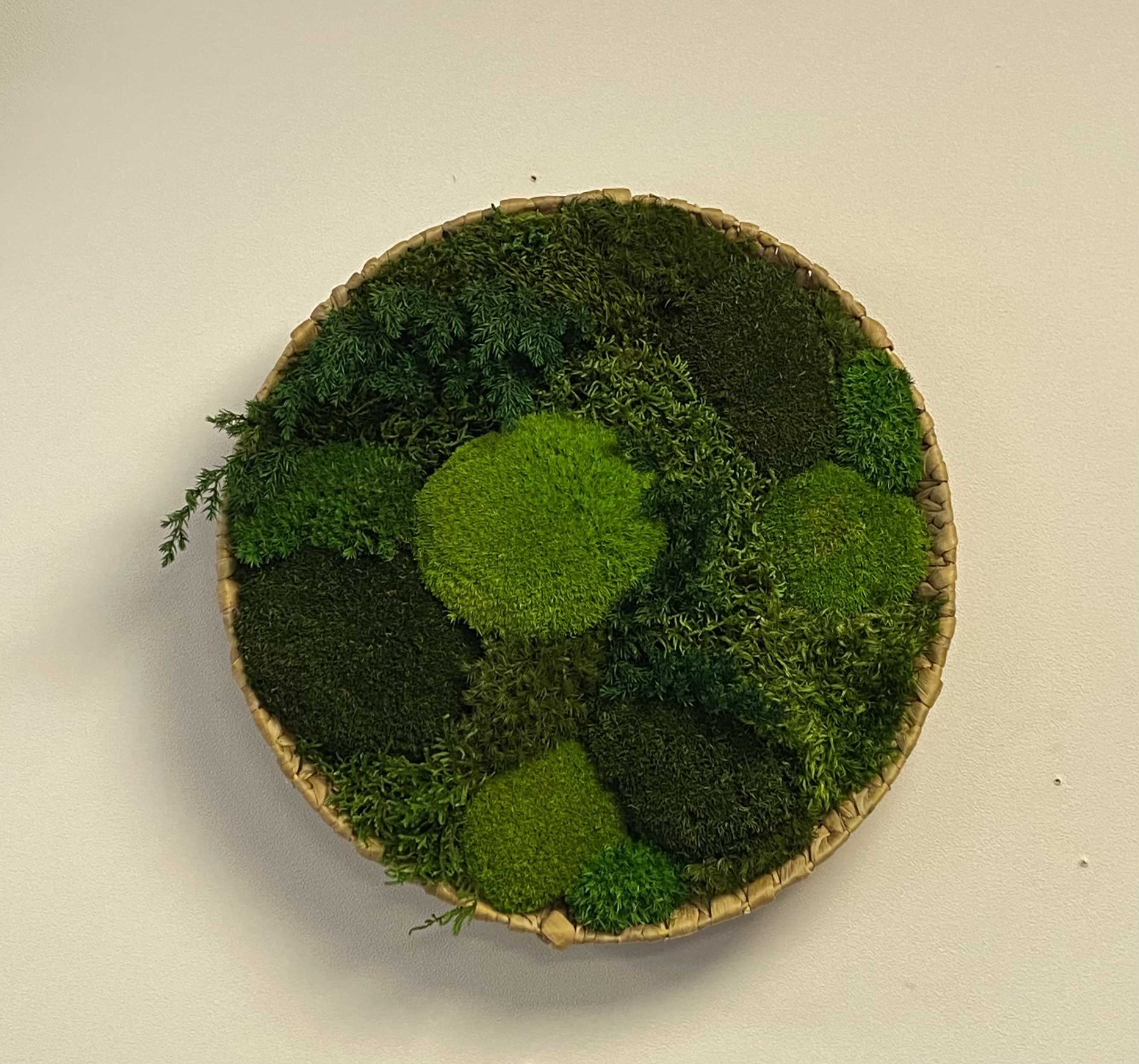 Mos schilderij/schaal  rond