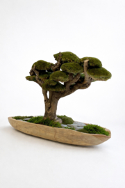 Robuust bootvormige schaal met xxl mosboom