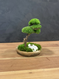 Naturel houten schaal met mosboompje (1.1)