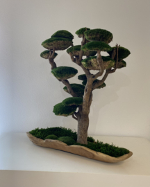 Mosboom - Mos Bonsai - XXL (2)