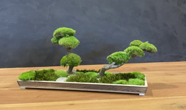 Naturel houten schaaltje met mosboompjes (2)