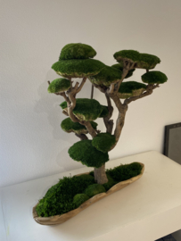 Mosboom - Mos Bonsai - XXL (2)