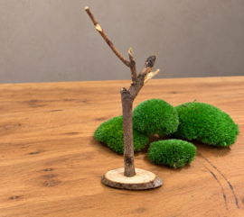 DIY Mosschaal met boompjes (1)