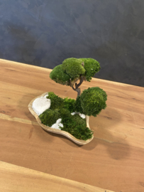 Mosboompje - Mos Bonsai  small (2)