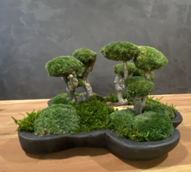 Organische schaal Mosboompjes (zwart)