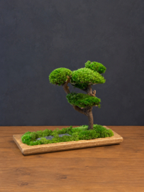 Mosboom - Mos Bonsai XS (1)