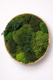 Mos schilderij/schaal  rond