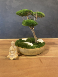 Mosboompje - Medium - houten schaal