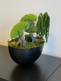Boedha in Moss Forest