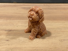 Labradoodle