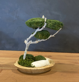 Houten schaal met mosboom (2)