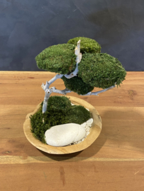 Mosboompje - Mos Bonsai small