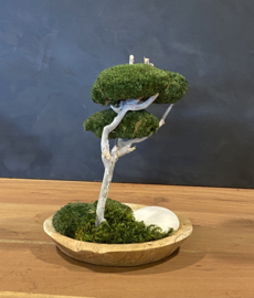 Houten schaal met mosboom (2)