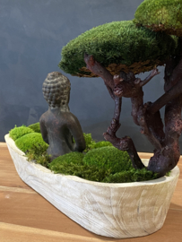 Boedha in a Mossforest