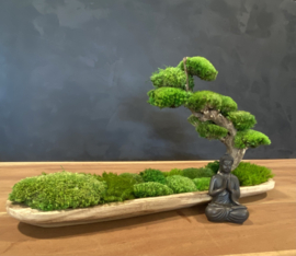 Naturel houten schaal met mosboompje (boedha)