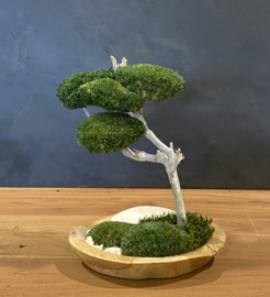 Houten schaal met mosboom (2)