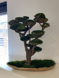 Mosboom - Mos Bonsai - XXL (2)