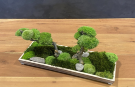 Naturel houten schaaltje met mosboompjes (2)