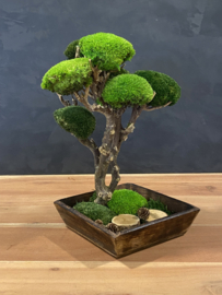 Bijzondere moss Tree