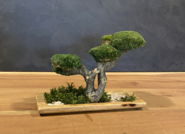 Houten schaal met mosboom (1)