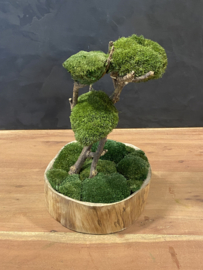 Naturel houten schaal met mosboompje  (1.3)