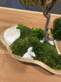 Mosboompje - Mos Bonsai  small (2)